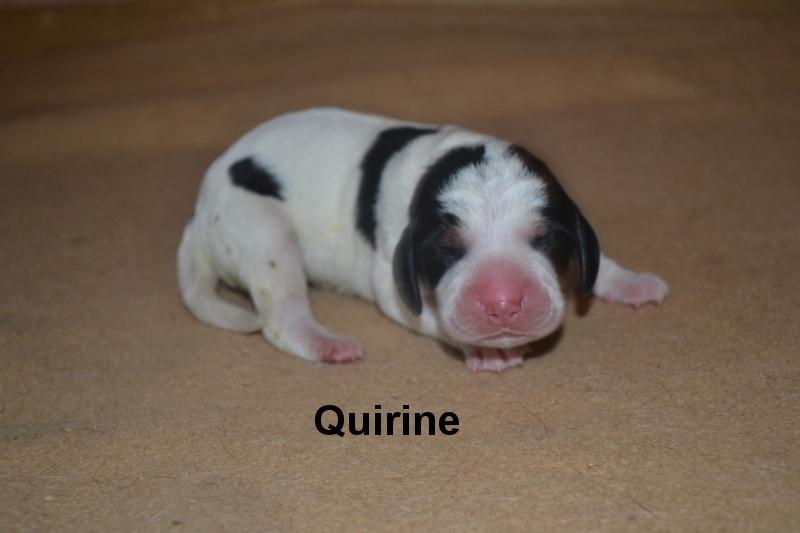 Quirine